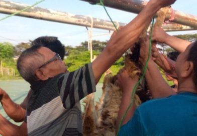 SEMARAK IDUL ADHA 1447 H, WARGA GG ARJUNA DUA RT 001/RW 08 PERUM BUMI KAHURIPAN INDAH SEMBELIH EMPAT EKOR KAMBING QURBAN