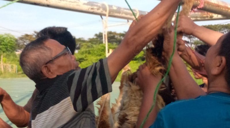SEMARAK IDUL ADHA 1447 H, WARGA GG ARJUNA DUA RT 001/RW 08 PERUM BUMI KAHURIPAN INDAH SEMBELIH EMPAT EKOR KAMBING QURBAN